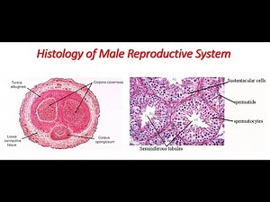 HISTOLOGY OF MALE REPRODUCTIVE SYSTEM