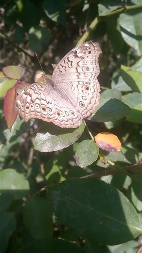 🌿🌼▫️▪️