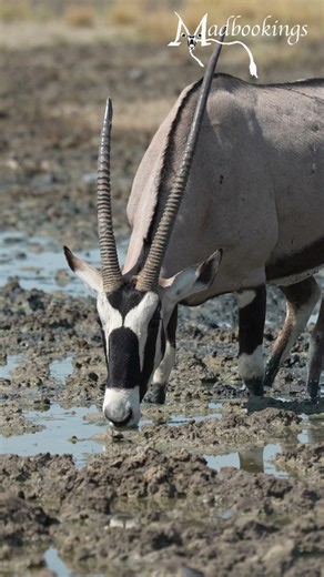 Oryx in Etosha National Park, Namibia.