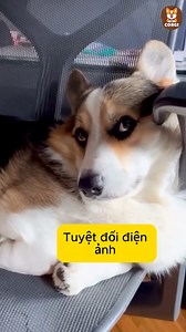 44K views · 957 reactions | Trông nó điện ảnh vs nó Model gì đâu á  | Corgi | Facebook