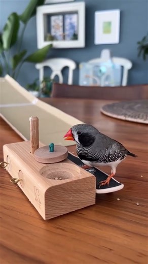 The Surprising Intelligence of Zebra Finches