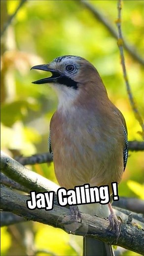 Watch This Amazing Eurasian Jay Calling