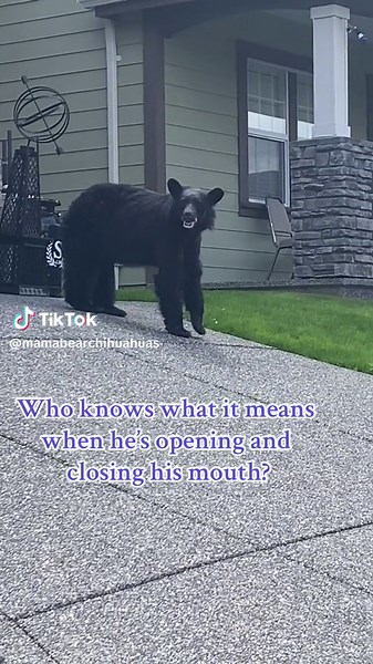 Understanding Bear Communication Through Growling Sounds