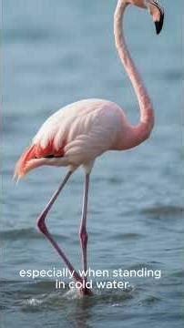 Flamingo birds with pink feathers and long legs #flamingo
