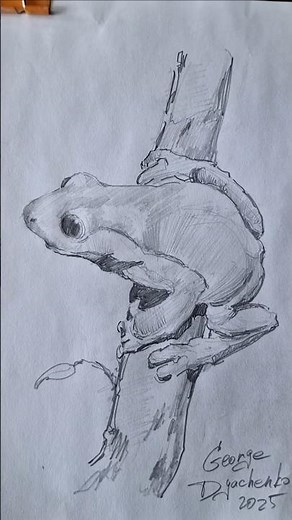 How to draw a frog step by step guide with pencil? Step by step pen frog. How to make froggy sketch