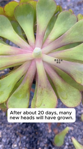 35K views · 180 reactions | Methods of propagating succulents #gardeningistherapy #gardeninggoals #homegardening #gardeninspiration #lovegardening | Garden Tips | Facebook