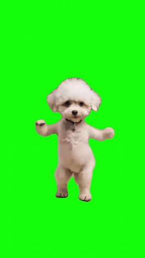 Dog dancing meme green screen #meme #dance #dog
