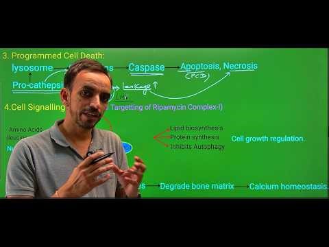 Lysosome Structure & Function | V-ATPase, Digestion, mTORC1,Homeostasis, storage & disease Explained