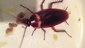 Weird Science: Headless Cockroach