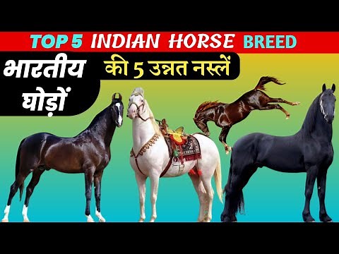 top 5 Indian horse breed || best indian horse breed || marwari horse || kathiyawadi horse