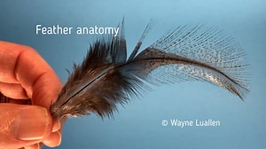 Feather anatomy