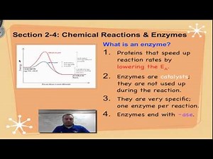 Chapter 2D Part 2 - Enzymes