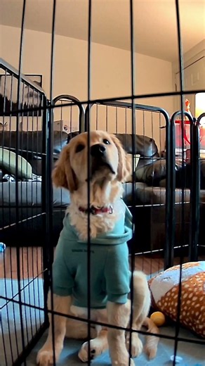 Watching Ted watch TV while we’re at work is one of my favorite things! (He loves Air Bud!) 🤣😍🐶