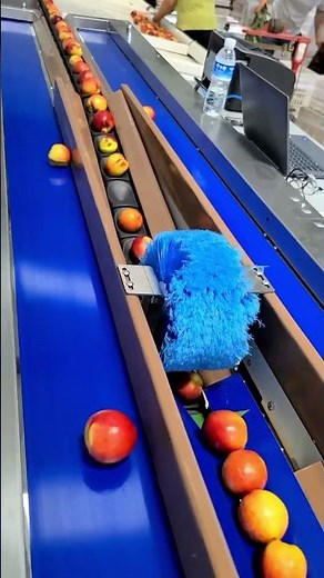 Peaches and Nectarines Sorting and Grading Line,Stone Fruit Processing Line,Fruit Packing Machine