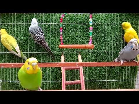 Different Bird Sounds for Babies | Relaxing Nature Sounds for Sleep