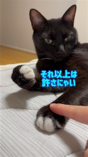 オテテサワリタイ🥹