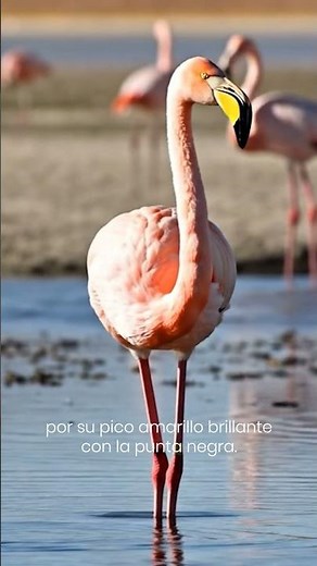 Flamencos del altiplano boliviano.🦩