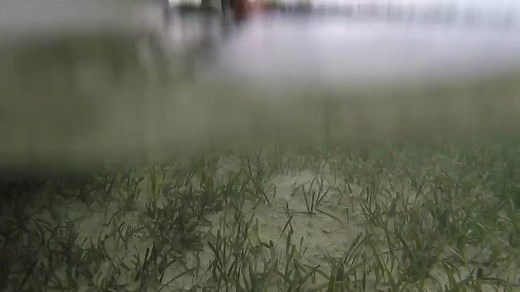 Who wants to catch a bonefish on a fly rod in 2020? #flyfishing #bahamas #fishing #goodbye2019