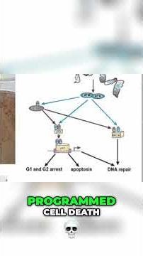 #27 TA65 Effects Explained - Immediate, Stochastic, Apoptotic