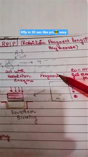 RFLP marker in 30 sec like pro #geneticmarkers #biotechnology #geneanalysis