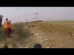 Vultures eating dead cow. Part 1