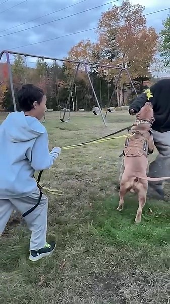 Phenomenal dog does an amazing job protecting a boy