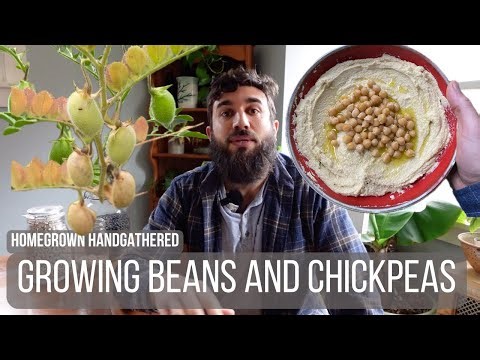 Growing Beans and Chickpeas (Planting to Harvest)