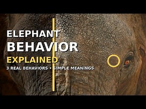 Elephant behaviour explained