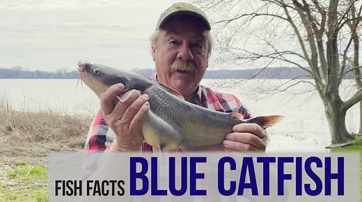 Want to learn more about blue catfish? In this episode of Fish Facts, Maryland Department of Natural Resources biologist Keith Lockwood shows off an invasive blue catfish and describes how to tell them apart from other catfish you might find in the area. He also provides tips on where to locate them, how to catch them, and how to cook them. | Maryland Department of Natural Resources
