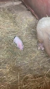 4.7K views · 99 reactions | Introducing little cutie piglet “Gerry”...