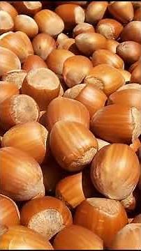 “This Tree Grows Chocolate? 🍫🌰 | The Secret of Hazel Trees” #facts #woodscraft #forest #nature