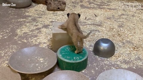Lion Cub Meets Family For The First Time At Denver Zoo