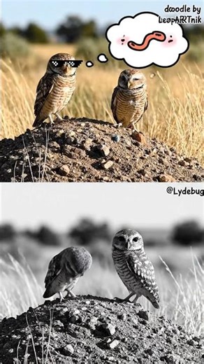 Cute Owls With Funny Doodles | Adorable Owl Moments