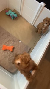 #doodle #cavapoo #minigoldendoodle #batonrouge #Louisiana | Maggie’s Goldendoodles & Cavapoos of Louisiana
