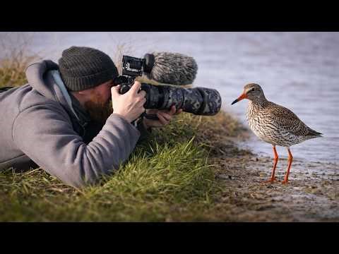 Close Bird Encounters on the North Sea Coast | Redshank & Gulls
