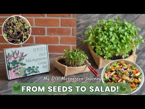 This kit grew me a Salad! (DIY Microgreen journey from seed to salad)