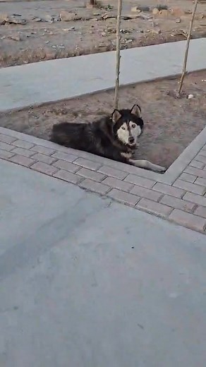 Buenos días, abandonaron a un perro en el oxxo de portal del Roble. | R2Quejas