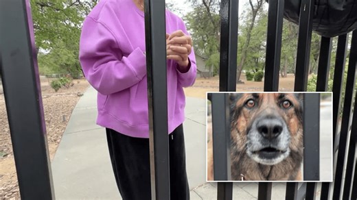 German Shepherd 'Moses' kills wildcat after it attacks owner during walk