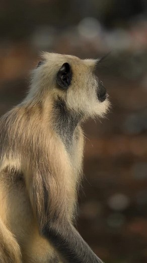 In Frame Hanuman Langur Lion Tailed macaque Bonett Macaque Spotted Deer Elephant #reelsinstagram #wildlife #wildlifephotography #nature | Manoj Pm