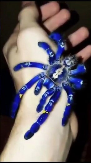 Gooty Sapphire Tarantula (Poecilotheria Metallica) 🕷️🕸️