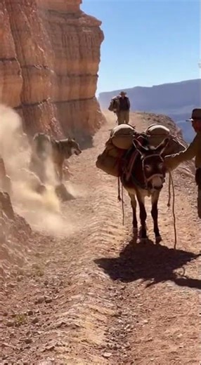 🐺 When a Wolf Confronts a Donkey on a Cliff?! Who Will Back Down First