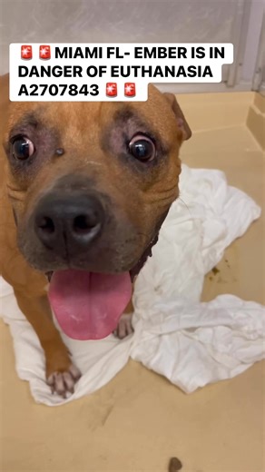 17K views · 1.7K reactions | At high risk of euthanasia - MIAMI FL...