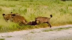 30K views · 251 reactions | Super Black Mane Male Lion chased away Young Male Lions & Hyenas over Kill | Tree Cutting Machine | Facebook