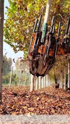 From the Ground Up: How Machines Transplant Mature Trees