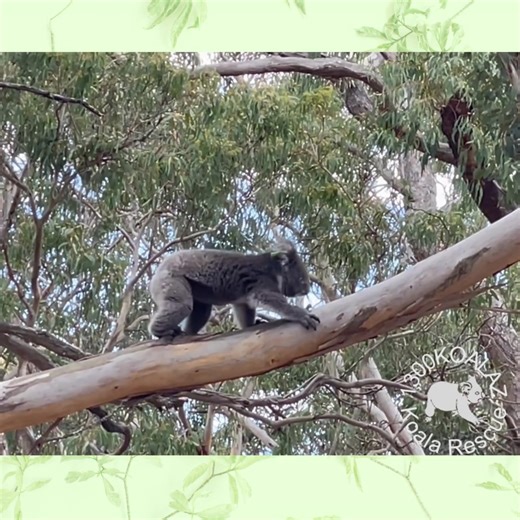 66K views · 3K reactions | It was time for 1300KOALAZ to say goodbye...