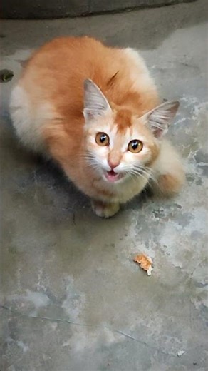 Adorable World of Mixed Breed Cats & Kittens | Discovering Unique Personalities and Characteristics