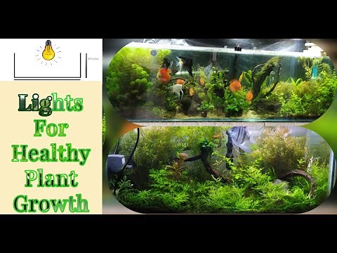 Light For Planted Tank | Understanding Light For Planted Aquarium | Choosing Light For Planted Tank