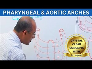 Pharyngeal and Aortic Arches | Embryology🩺