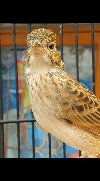 branjangan javanica jumbo jinak nekat mapan