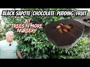 Exploring New Varieties of Black Sapote (Chocolate Pudding Fruit)